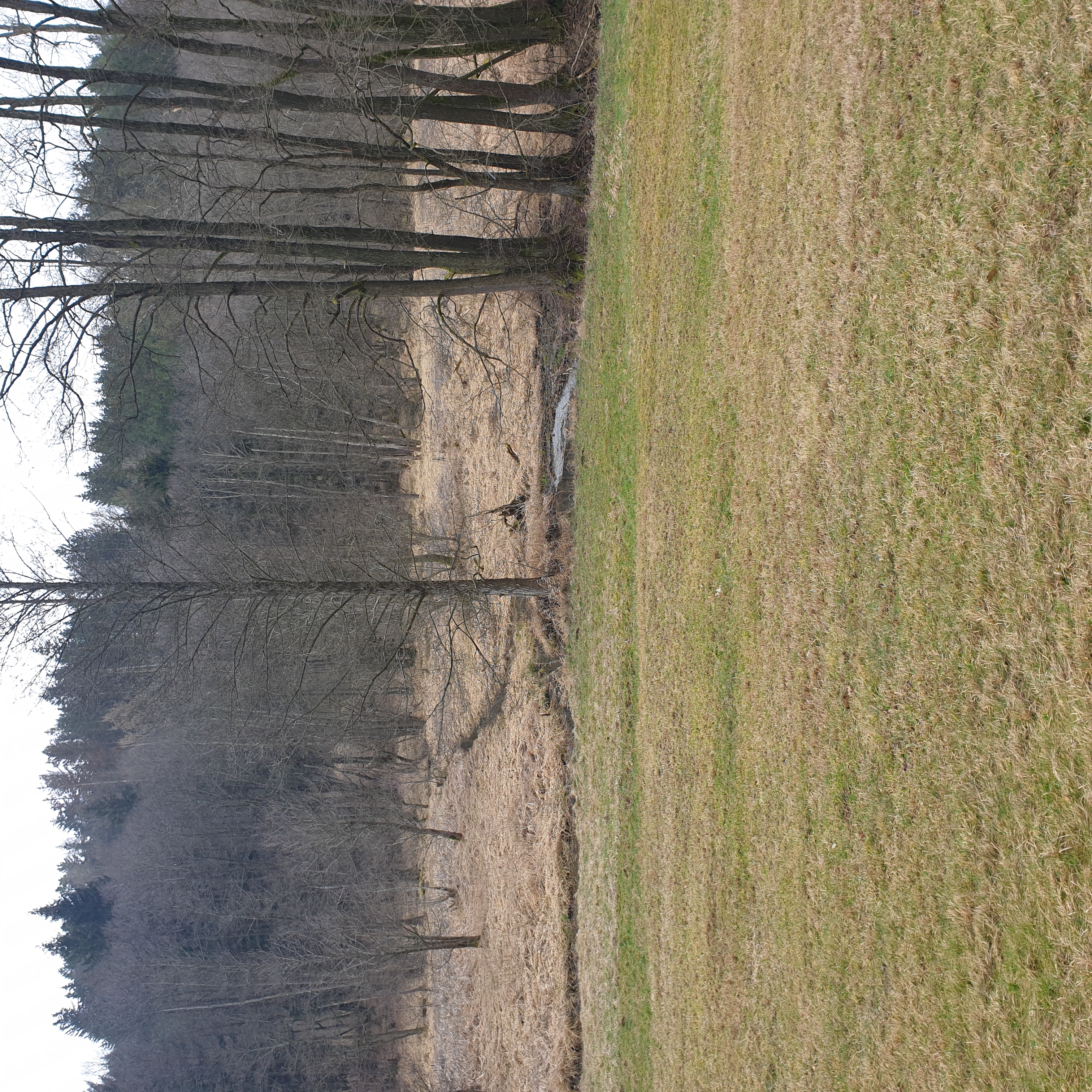 Idyllisches Moorgebiet an der weißen Laber. Die Bäume sind aber noch winterlich kahl.